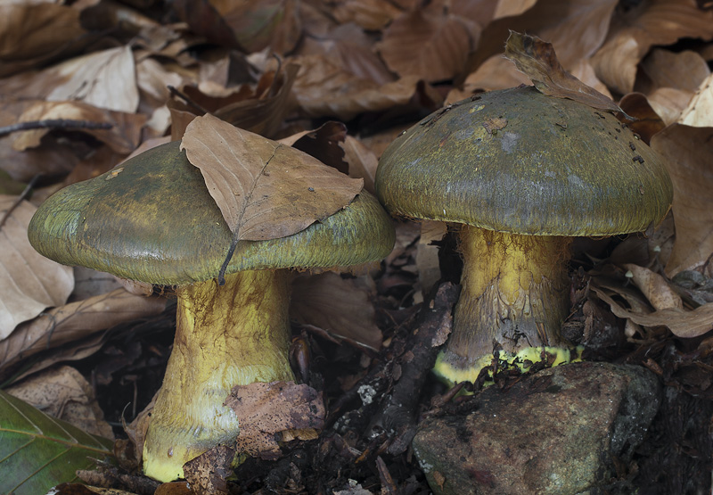 Cortinarius atrovirens